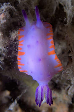 Image of Mexichromis macropus Rudman 1983