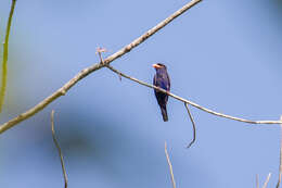 Image of Azure Dollarbird