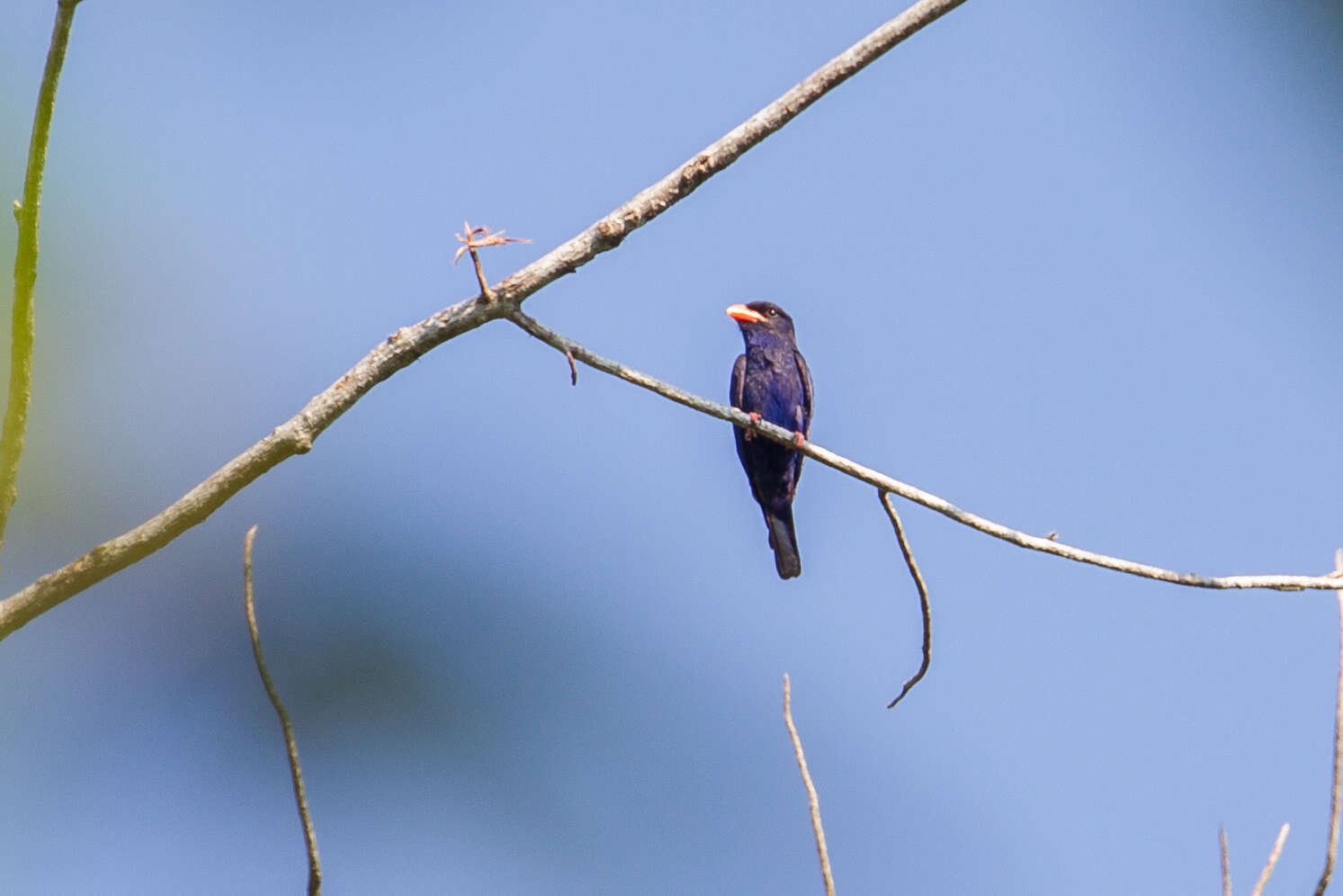 Image of Azure Dollarbird