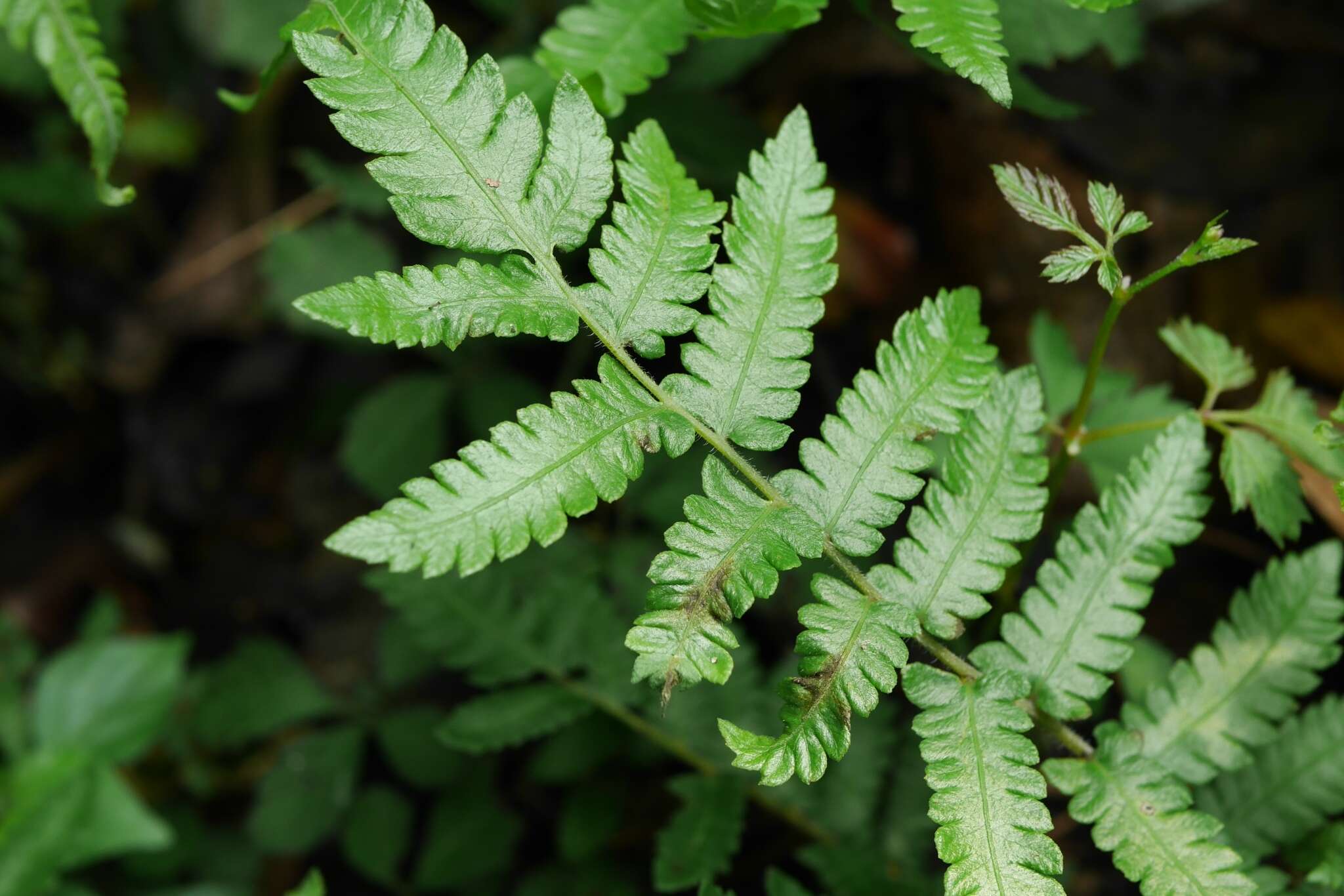 Image of Christella acuminata (Houtt.) Holtt.