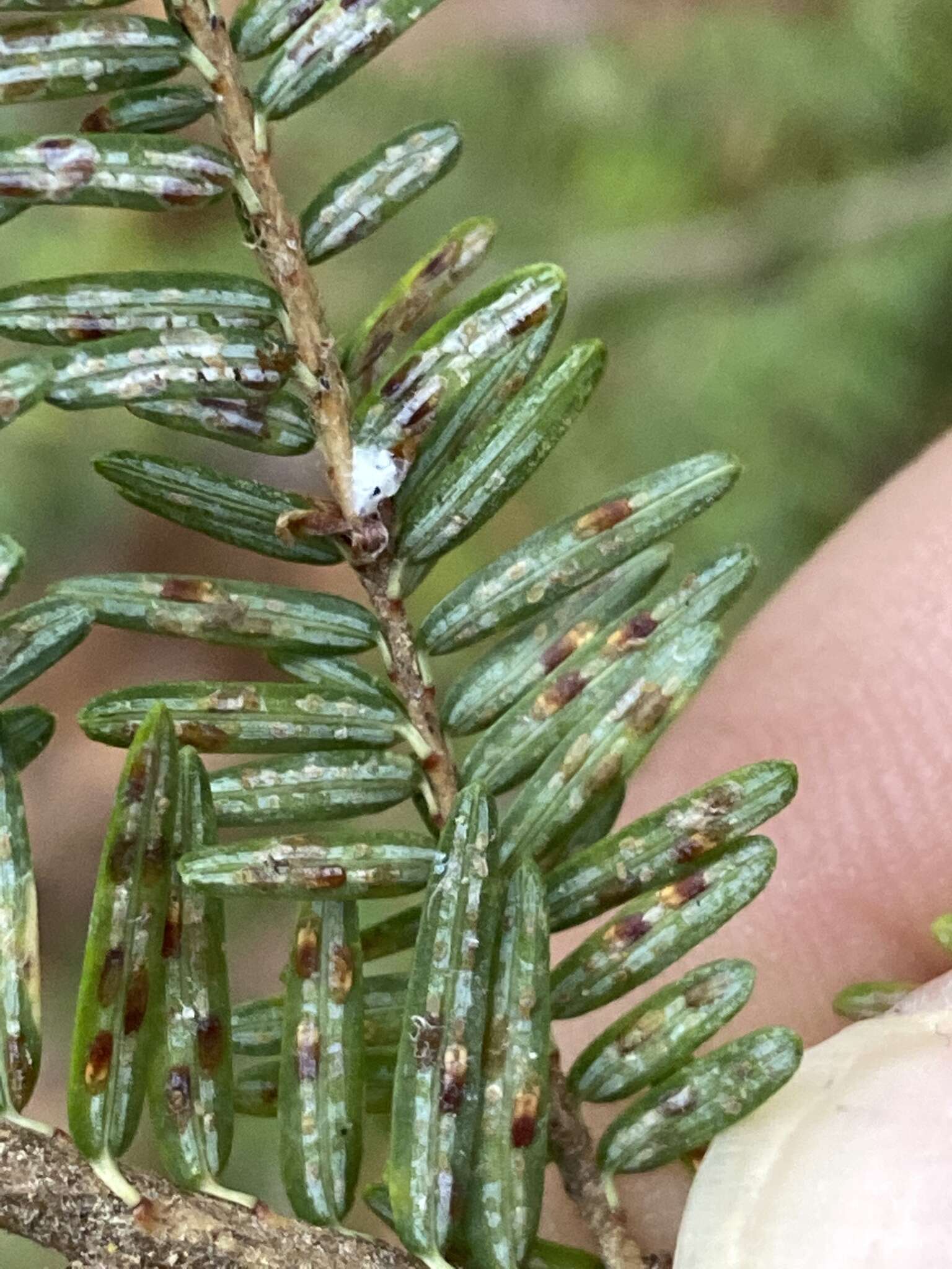 Image of Elongate hemlock scale