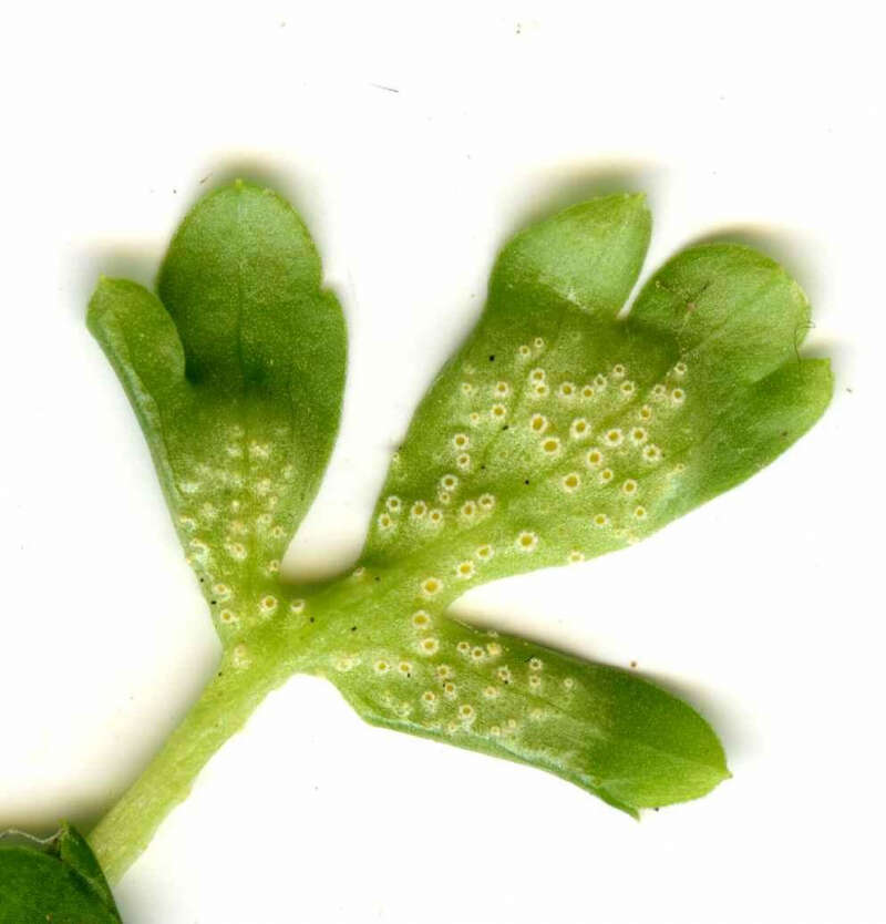 Puccinia albescens Grev. 1889的圖片