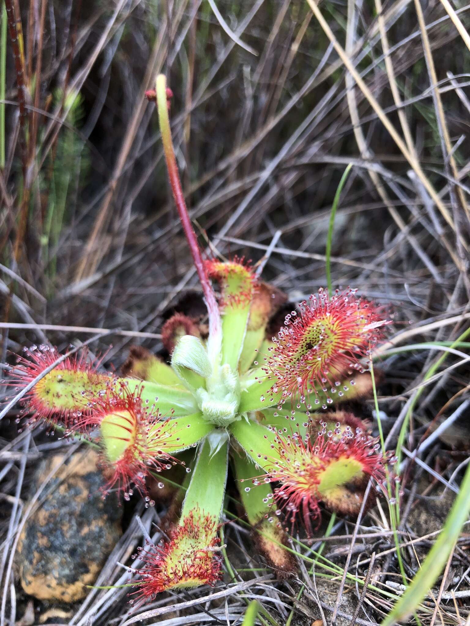 Image of Australian sundew