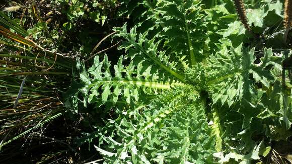 Image of Franciscan thistle