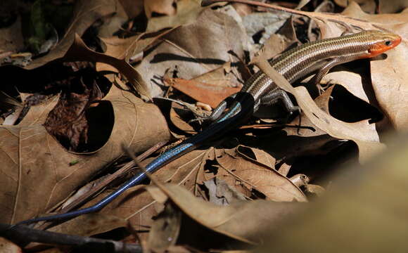 Plestiodon fasciatus (Linnaeus 1758) resmi