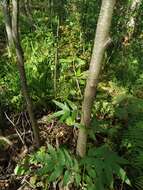 Image de Filipendula ulmaria subsp. denudata (J. & C. Presl) Hayek