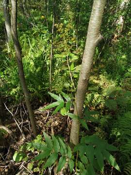 Plancia ëd Filipendula ulmaria subsp. denudata (J. & C. Presl) Hayek