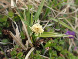 Image of Carex krascheninnikovii Kom. ex V. I. Krecz.
