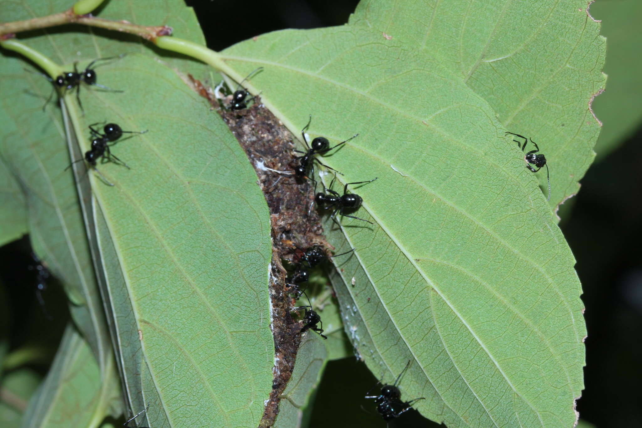 Image of Polyrhachis pilosa Donisthorpe 1938