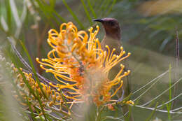 Image of Dusky Honeyeater