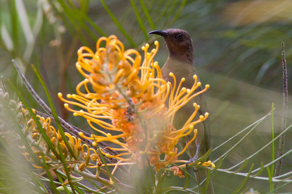 Image of Dusky Honeyeater