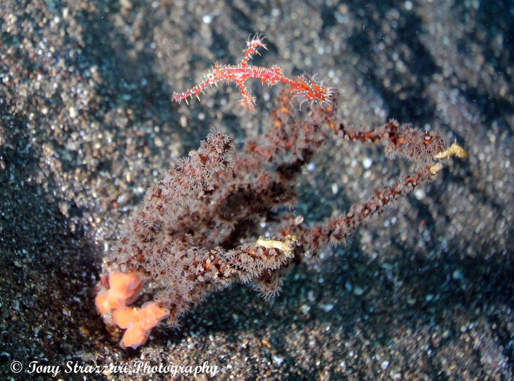 Image of Ornate ghost pipefish