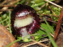 Image of Stately helmet orchid