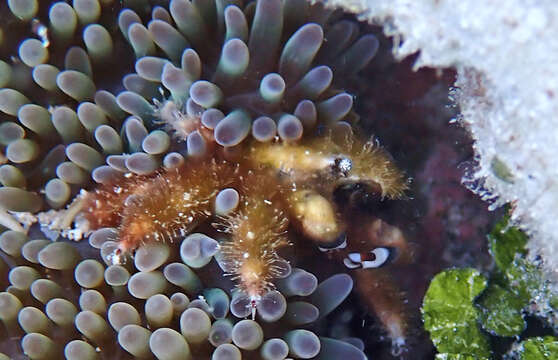 Image of banded clinging crab