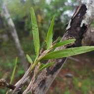 Image de Scaphyglottis imbricata (Lindl.) Dressler