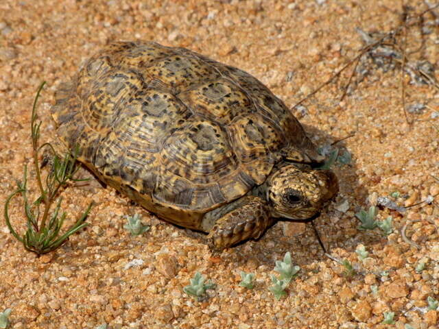 Image of Speckled tortoise