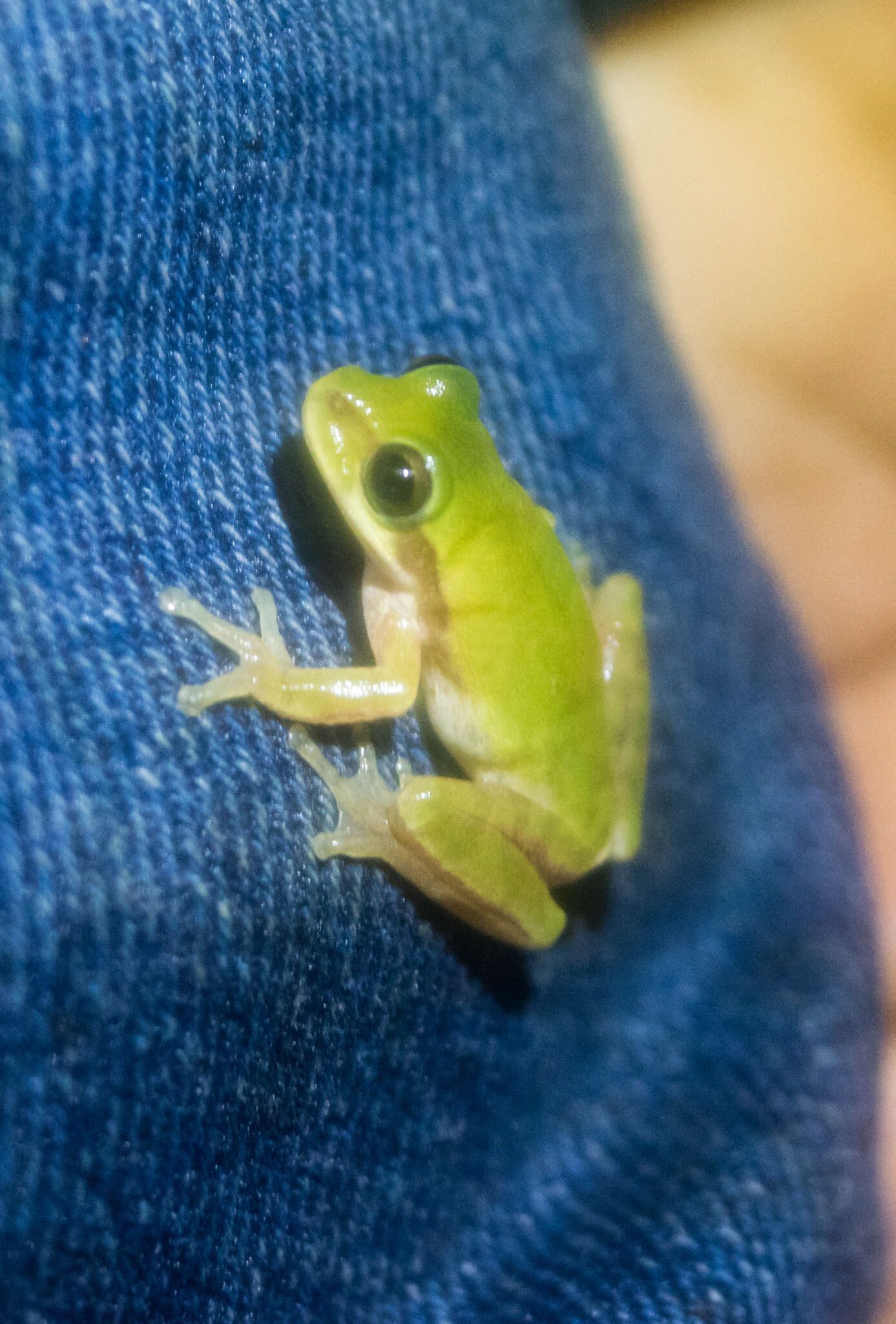 Image de Dendropsophus robertmertensi (Taylor 1937)