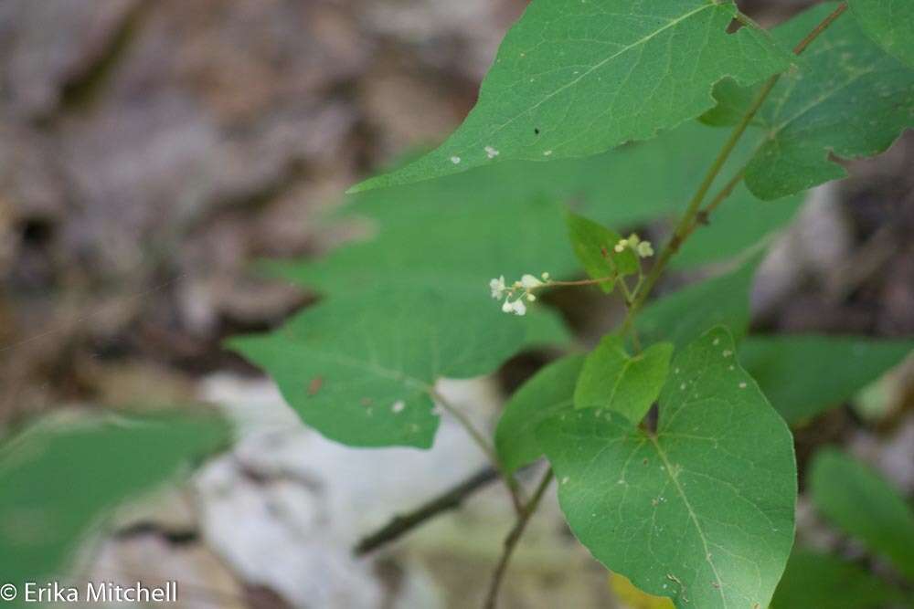 Image of madeira vine