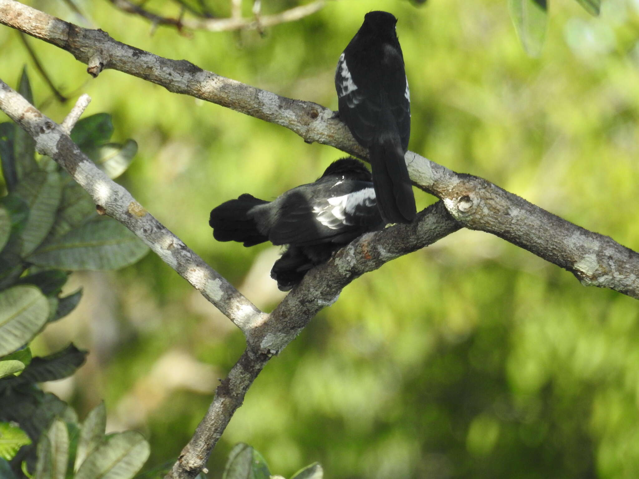 Image of Black Nunbird