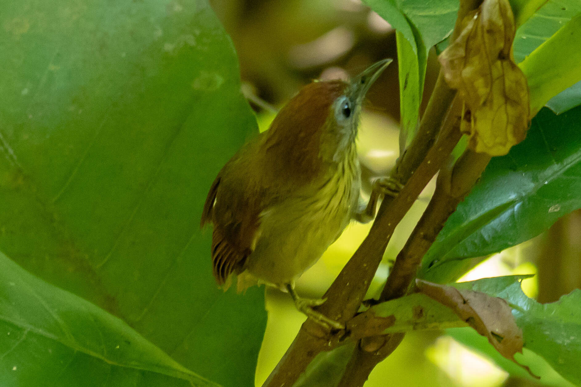 Image of Pin-striped Tit-Babbler