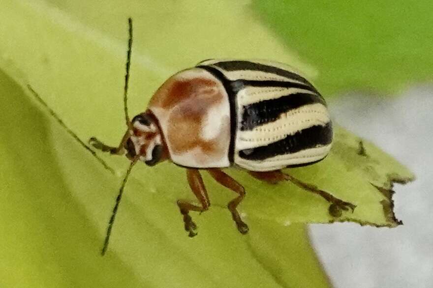 Cryptocephalus venustus Fabricius 1787 resmi