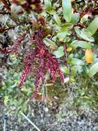 Image of Gaultheria paniculata B, L. Burtt & A. W. Hill