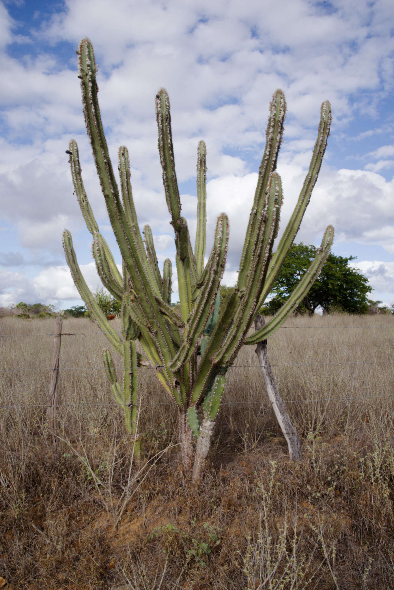 Imagem de Pilosocereus catingicola (Gürke) Byles & G. D. Rowley