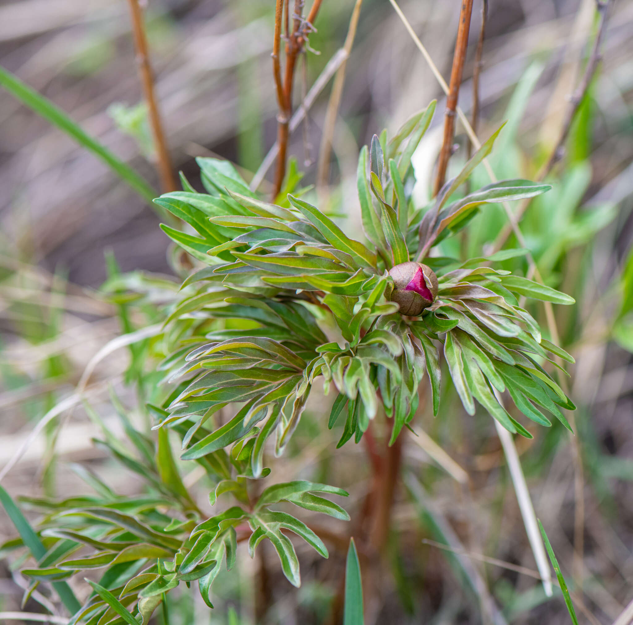 Image of Paeonia intermedia subsp. intermedia