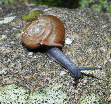 Image of Triodopsis platysayoides