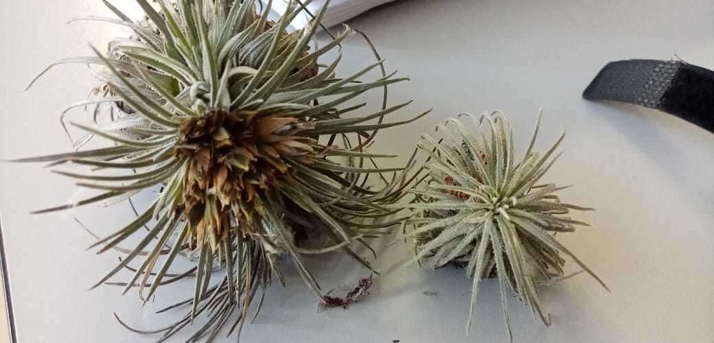 Image of Tillandsia atroviridipetala Matuda