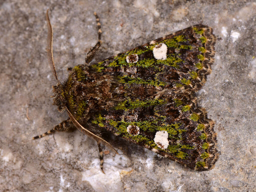 Image of Green-brindled Dot