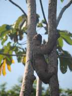 Image of two-toed sloths