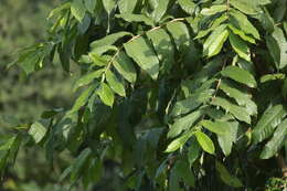 Image of Wrightia tinctoria R. Br.