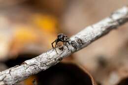 Image of Maratus boranup Otto & Hill 2018