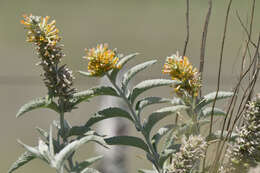 Image of Buddleja tubiflora Benth.