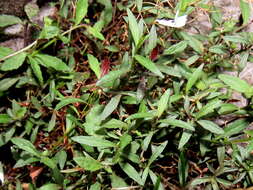 Imagem de Lobelia pubescens Aiton