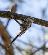 صورة Aegithalos caudatus taiti Ingram & W 1913