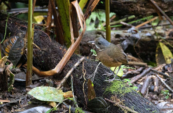 Image of Moustached Antpitta