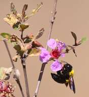 Imagem de Xylocopa calens Lepeletier 1841