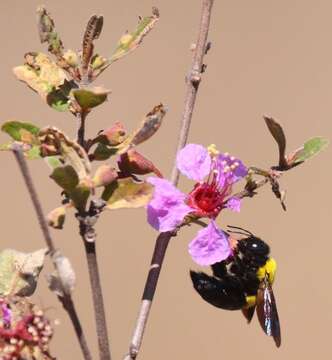 Imagem de Xylocopa calens Lepeletier 1841