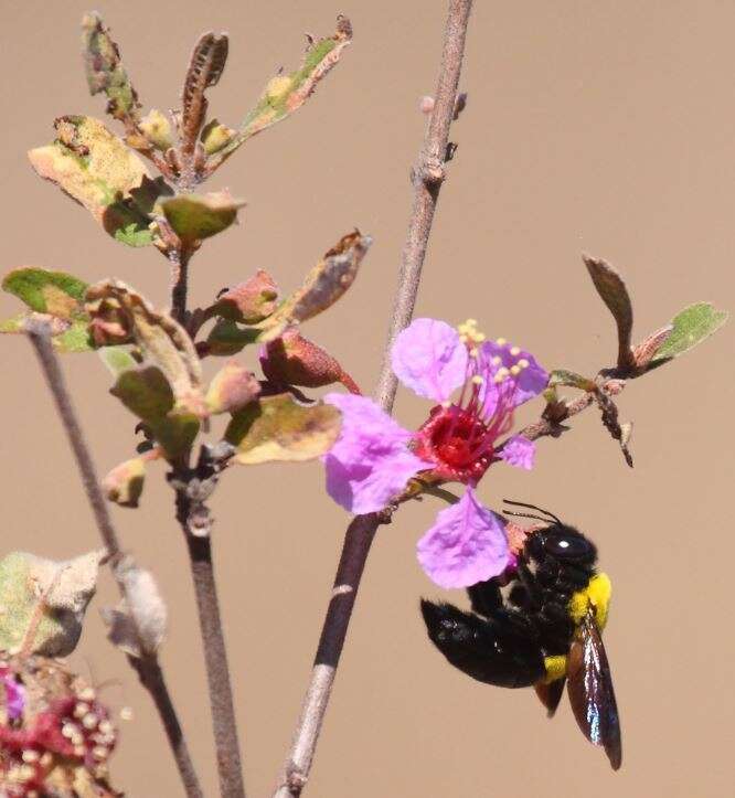 Plancia ëd Xylocopa calens Lepeletier 1841