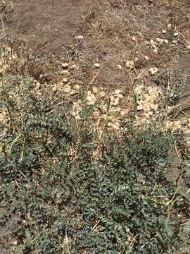 Astragalus douglasii var. parishii (A. Gray) M. E. Jones resmi