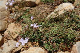 Image of Limonium minutum (L.) Chaz.