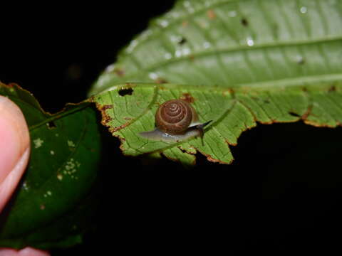 Image of <i>Alcadia pellucida</i> (I. I. G. B. Sowerby 1842)