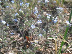 Plancia ëd Eritrichium rupestre (Pall. ex Georgi) Bunge