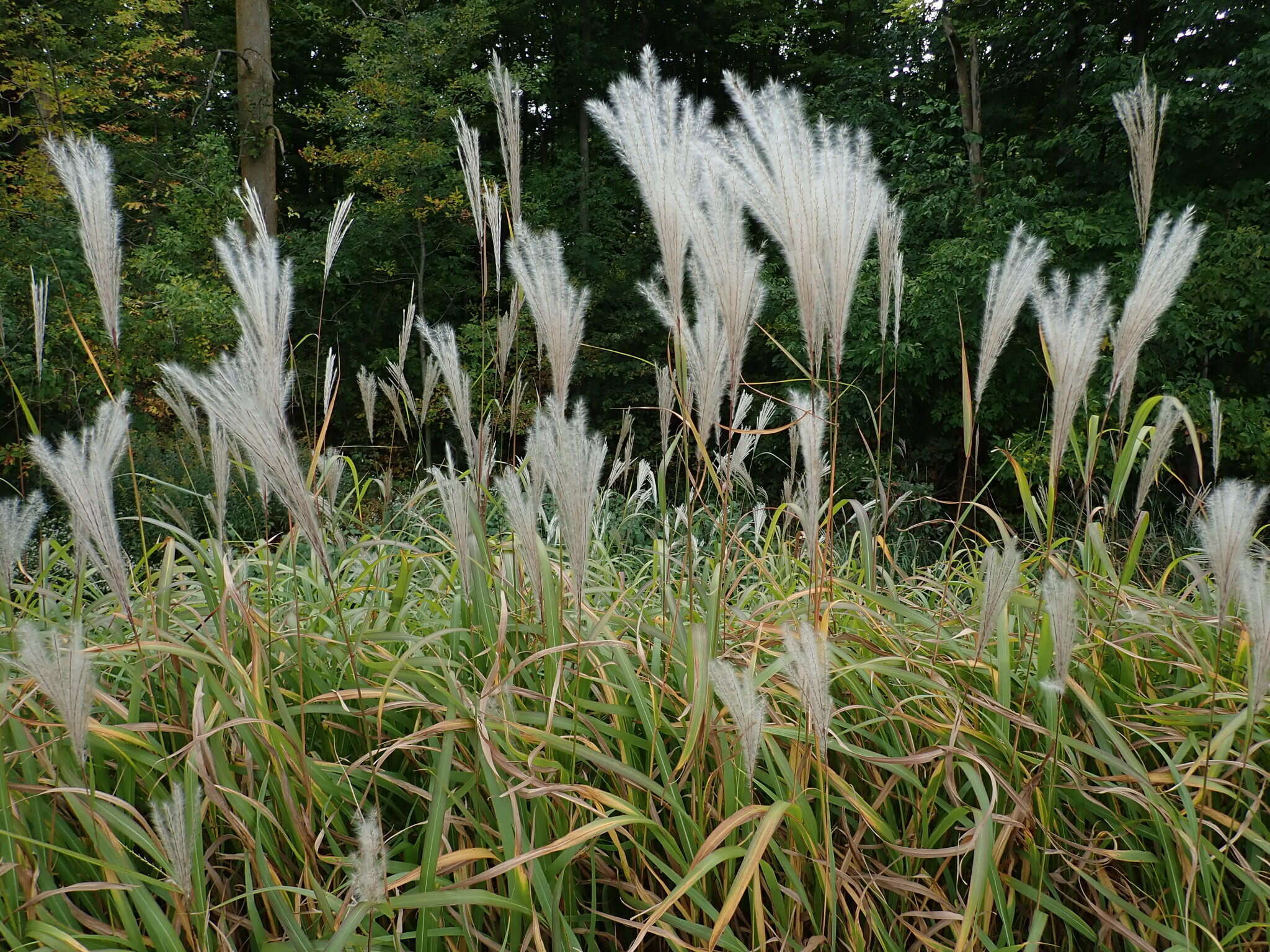 Imagem de Miscanthus sacchariflorus (Maxim.) Benth. & Hook. fil. ex Franch.