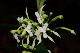 Image of crow orchid