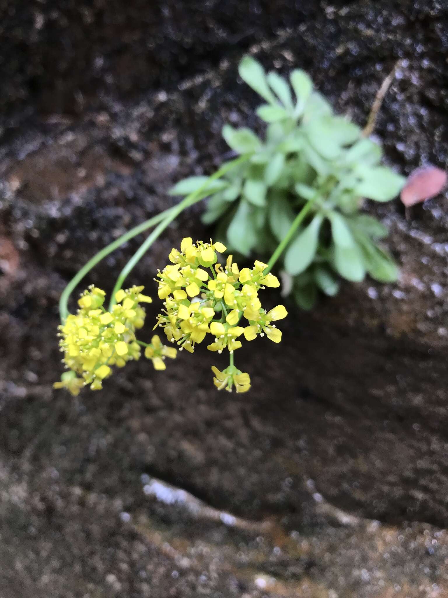 Image de Draba zionensis C. L. Hitchc.