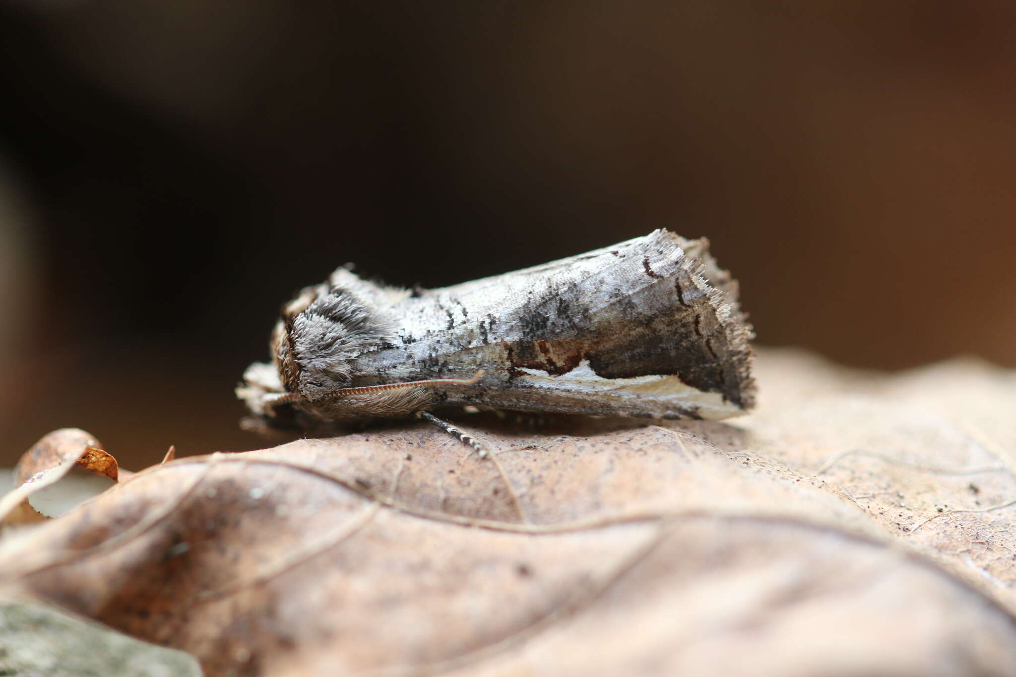 Image of Red-humped Oakworm