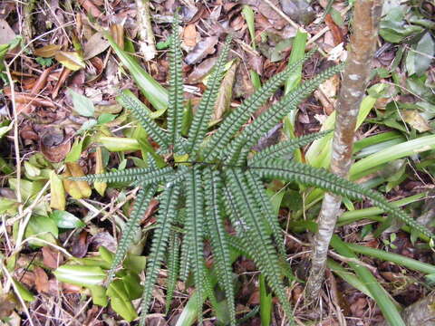 Image of pyramid maidenhair